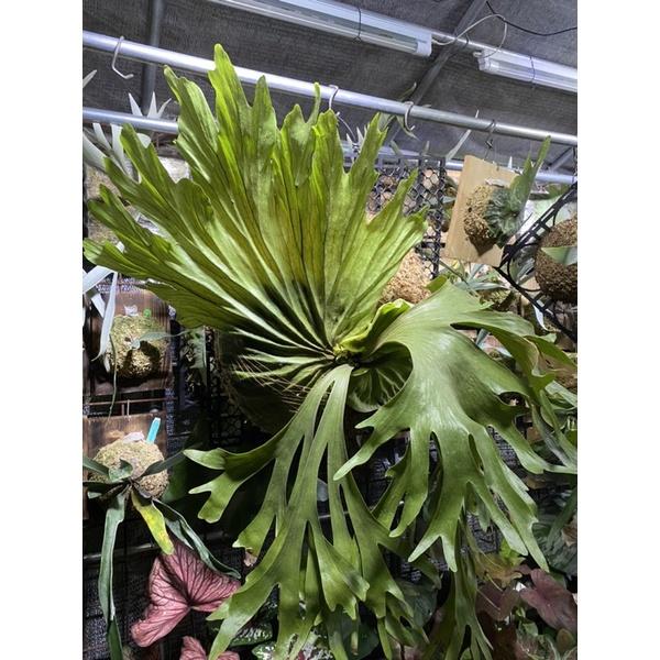 「周入植材所」鹿角蕨、蕨類代客上板、台中到府收件、台中到府代客上板 鹿角蕨-細節圖2