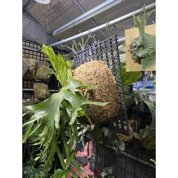 「周入植材所」鹿角蕨、蕨類代客上板、台中到府收件、台中到府代客上板 鹿角蕨-細節圖3