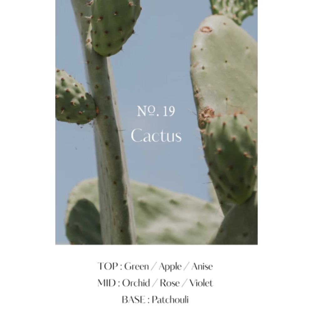 19 Cactus 仙人掌