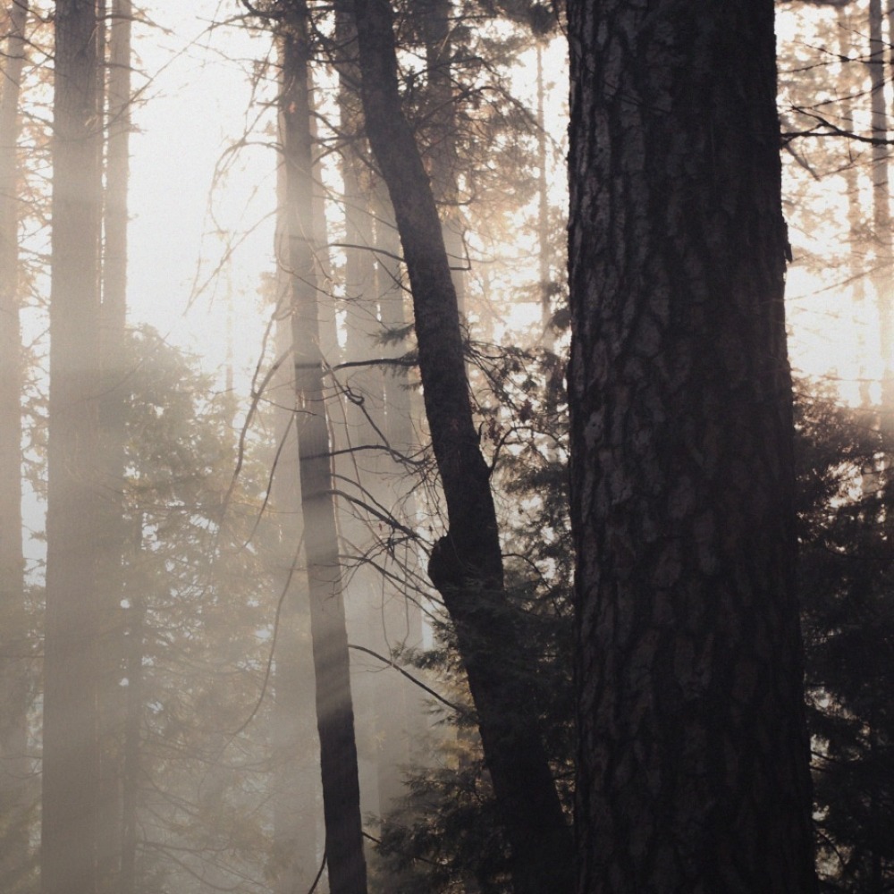 開發票 韓國 GRAFEN Tattoo 紋身香水 50m/入 Onewood 迷人木香-細節圖4