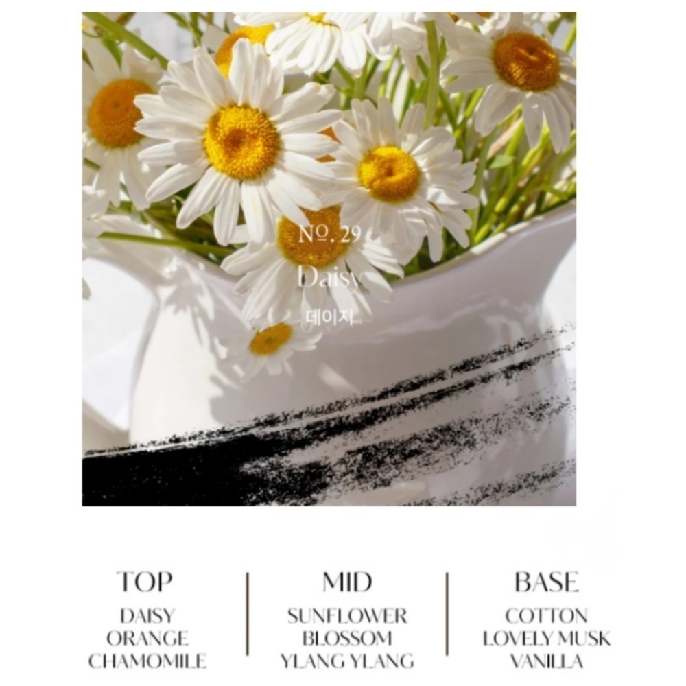 29 Daisy 雛菊