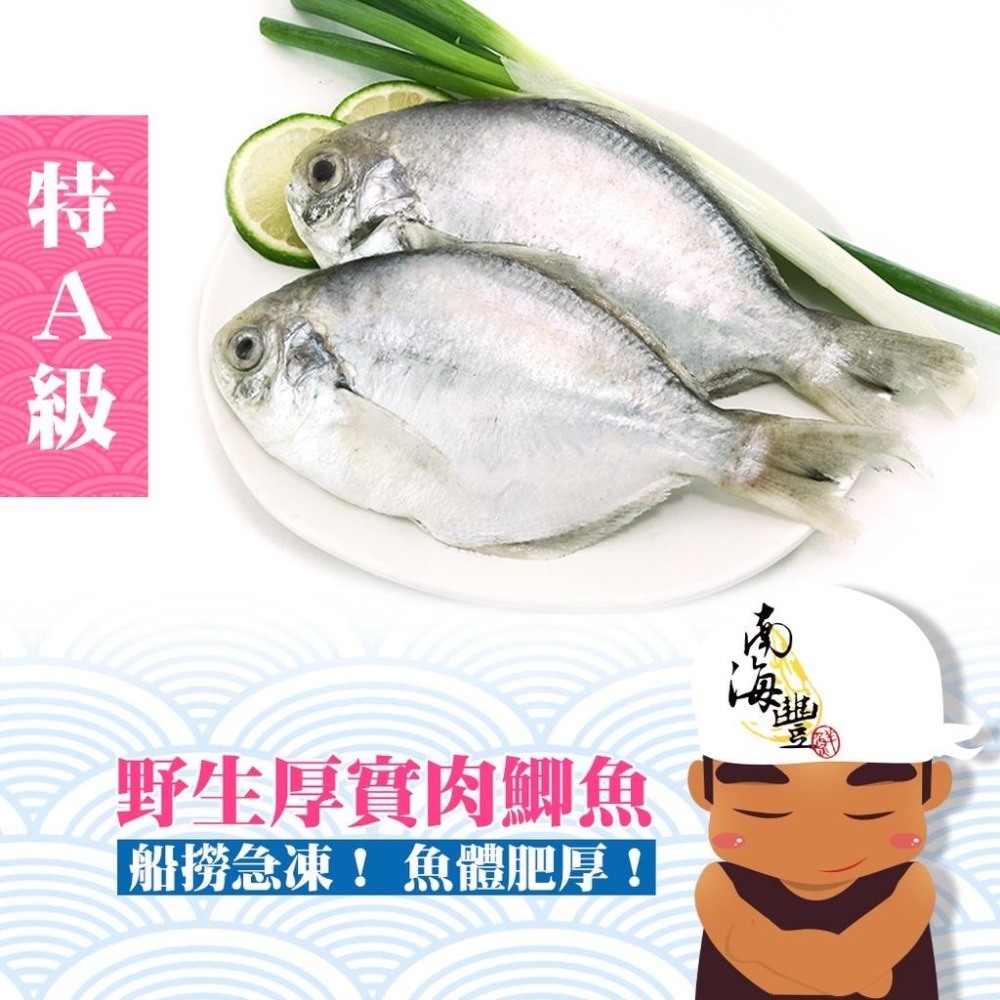 南海豐【特A級！澎湖野生厚實肉鯽魚】3尾入共250g-300g  肉質細嫩甜美/船撈急凍鮮度鮮！海鮮食材宅配/肉魚肉鯽仔-細節圖4