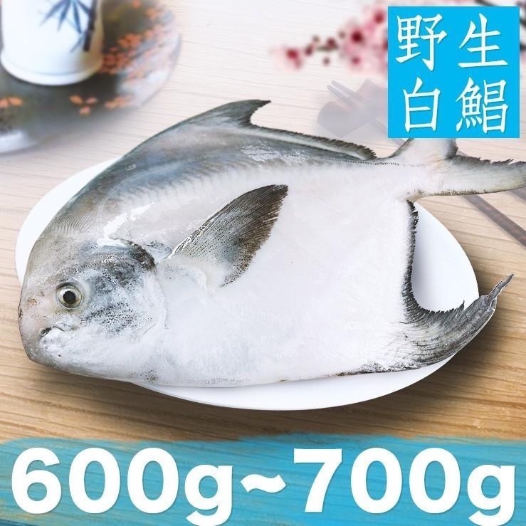 預購！南海豐【特大野生白鯧魚】600g-700g/尾 船釣急凍，鮮度極鮮 送禮圍爐 過年團圓 拜拜必備 過年魚必備-細節圖2