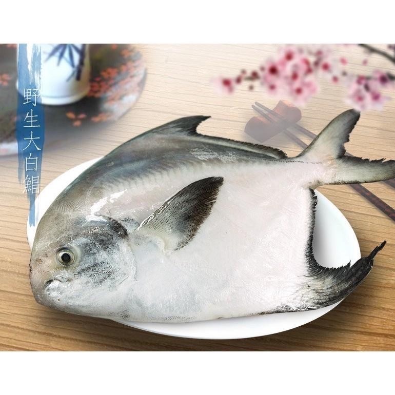 預購！南海豐【特大野生白鯧魚】600g-700g/尾 船釣急凍，鮮度極鮮 送禮圍爐 過年團圓 拜拜必備 過年魚必備-細節圖3