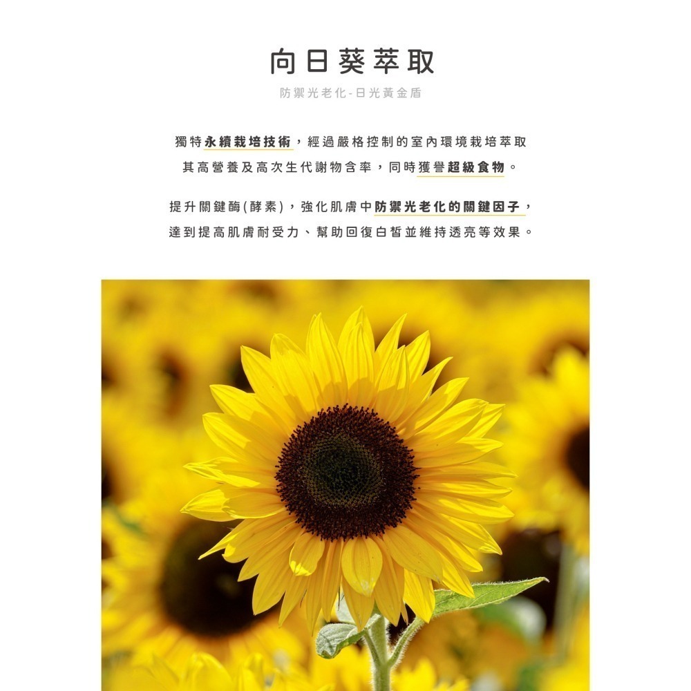 向日葵迎光透亮面膜（5入盒裝）-細節圖3
