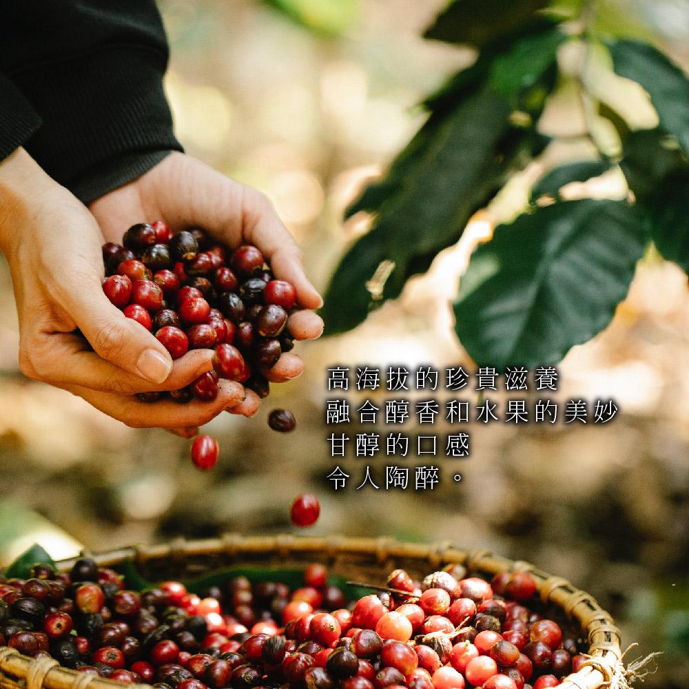 壹咖啡24周年精品咖啡特賣 肯亞AA極鮮罐裝/袋裝 咖啡豆 單品咖啡 精品咖啡 手沖咖啡 現烘 可代磨-細節圖7