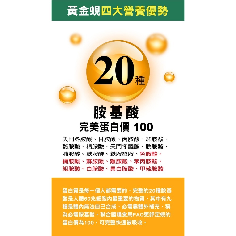 綠川 黃金蜆精 單包裝/6入盒裝-細節圖6