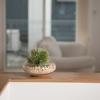 日本製  SUNDAY MARKET天然消臭土佐檜木粒(210g) 來自高知森林的氣息 讓家裡也飄著一點森林的氣息-細節圖5