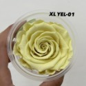 “Be a florist 花藝夢” Rose Amor 厄瓜多永生玫瑰花 型號 5.5～7公分 乾燥花 永生花-規格圖2