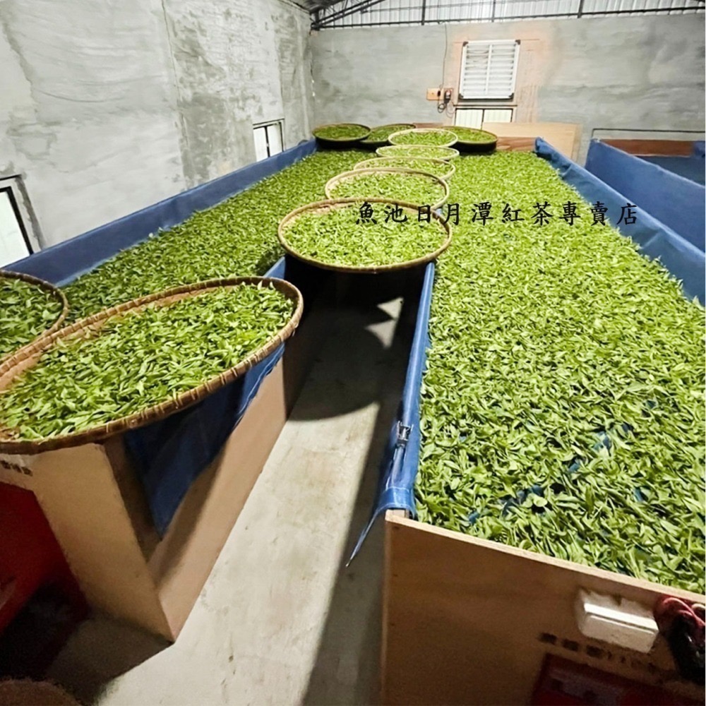 白茶 台茶18號 台茶21號 香檳白茶 20g/50g/包 有機認證 日月潭 日月潭白茶 50g/包-細節圖7