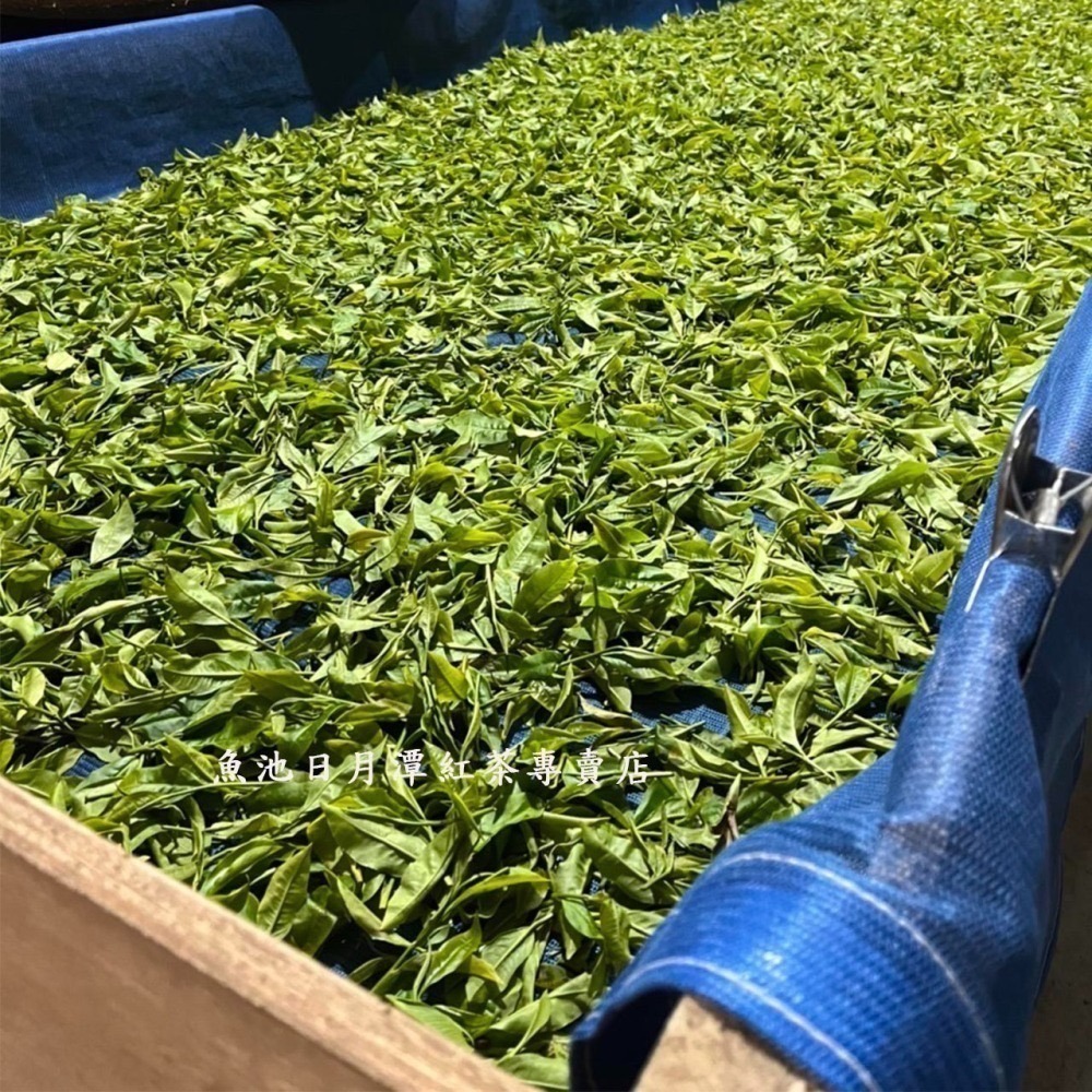 白茶 台茶18號 台茶21號 香檳白茶 20g/50g/包 有機認證 日月潭 日月潭白茶 50g/包-細節圖6