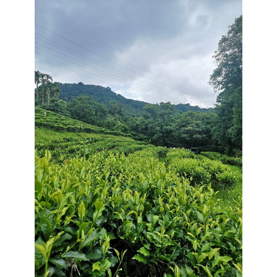 三角立體茶包 裸包 無線 100包/袋 紅玉紅茶 18號紅茶包 立體茶包 三角茶包 紅玉茶包 日月潭紅茶 紅茶包-細節圖3