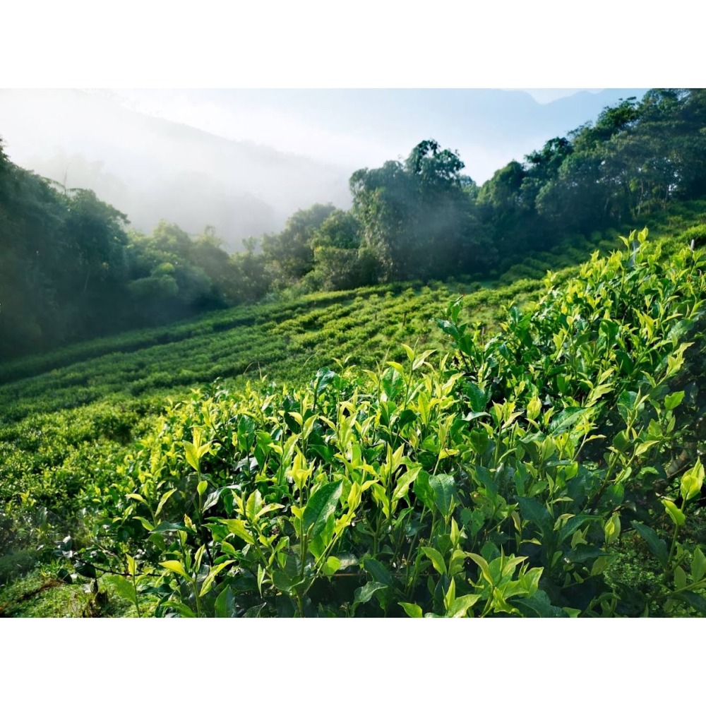 三角立體茶包 裸包 無線 100包/袋 紅玉紅茶 18號紅茶包 立體茶包 三角茶包 紅玉茶包 日月潭紅茶 紅茶包-細節圖4