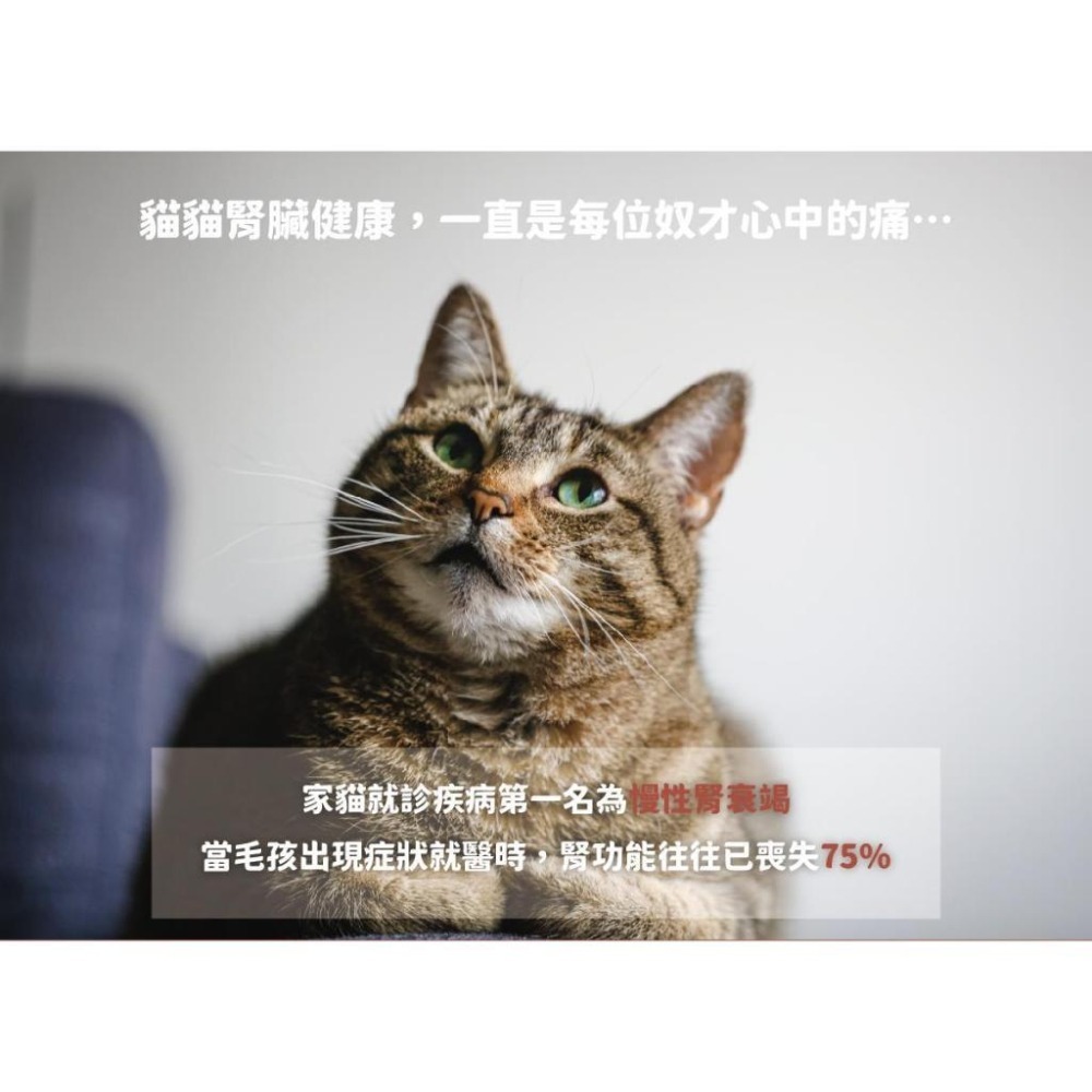 【nu4PET 陪心寵糧】優腎罐 腎臟保健 優腎罐系列 低磷 貓罐  貓 貓罐頭 貓食 濕食 無膠 腎臟貓-細節圖3