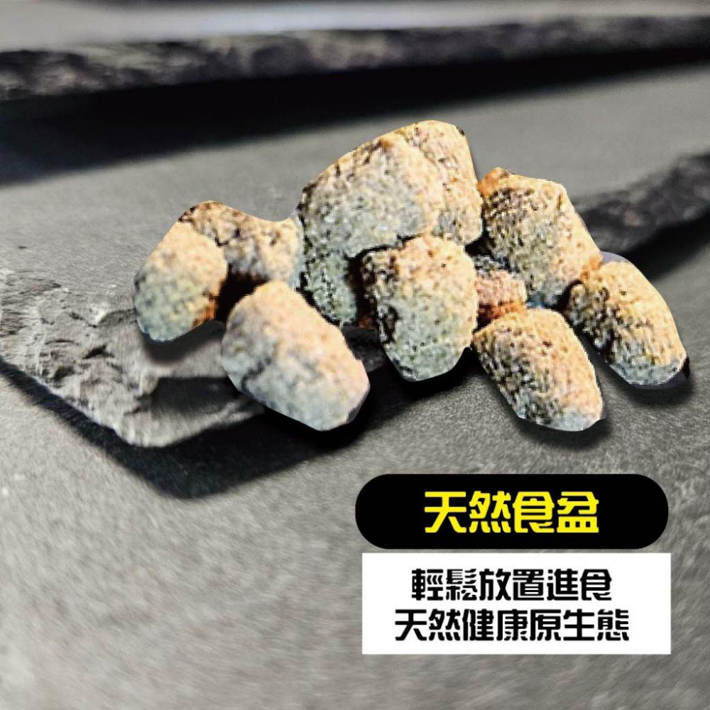 天然頁岩 頁片  烏龜 澤龜 爬蟲 水族造景 微景觀 園藝 水族造景石材 水草造景  擺盤 岩石托盤 岩石擺盤-細節圖2