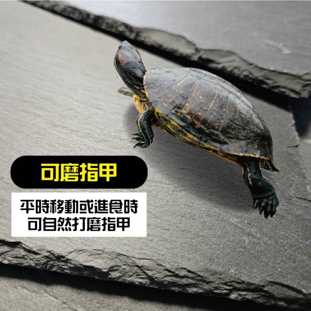 天然頁岩 頁片  烏龜 澤龜 爬蟲 水族造景 微景觀 園藝 水族造景石材 水草造景  擺盤 岩石托盤 岩石擺盤-細節圖3