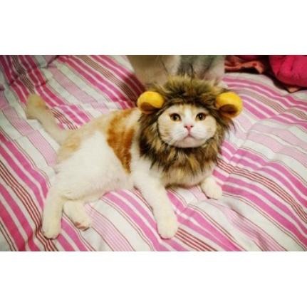 貓咪獅子頭套 獅子 寵物頭套 寵物帽 保暖頭套 假髮 貓狗 變裝 搞怪 頭飾-細節圖2