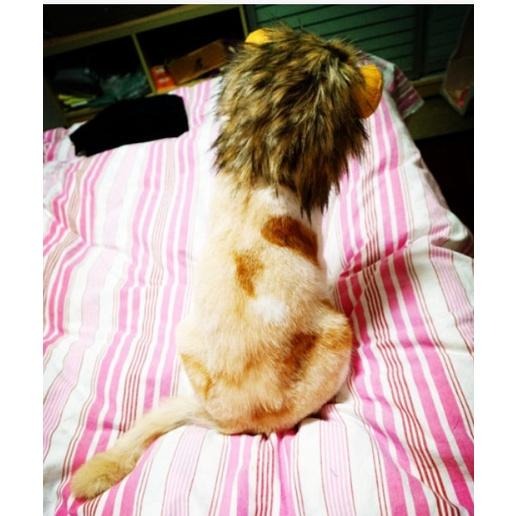 貓咪獅子頭套 獅子 寵物頭套 寵物帽 保暖頭套 假髮 貓狗 變裝 搞怪 頭飾-細節圖3