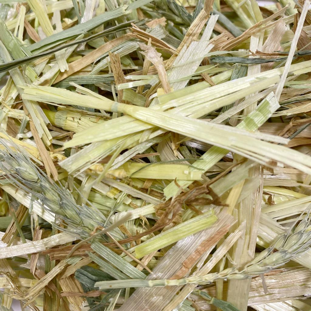 便便不夠大顆嗎？快來吃點增加纖維質~澳洲特級甜小麥 甜小麥 兔子牧草 香甜適口 寵物牧草 牧草 兔子 草食動物 小寵食物-細節圖3