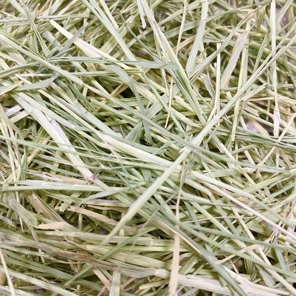 美國帶籽綠百慕達 兔子牧草 兔子主食 天竺鼠 龍貓 牧草 天然 高纖低蛋白 無篩 草食小動物 500g-細節圖2