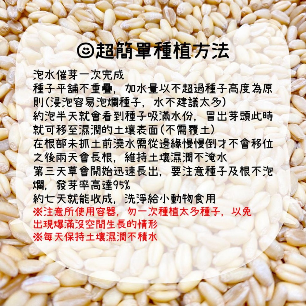 別問了 種子冬天品質太差了暫時無供應~DIY貓草 小麥草種子 培養土 種植盒 空盒 小麥 貓草 種子-細節圖2