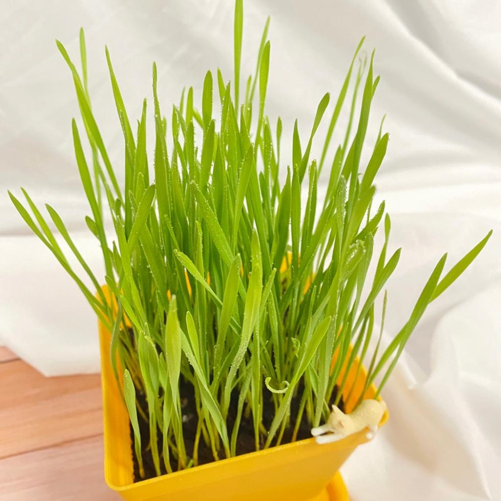 別問了 種子冬天品質太差了暫時無供應~DIY貓草 小麥草種子 培養土 種植盒 空盒 小麥 貓草 種子-細節圖3