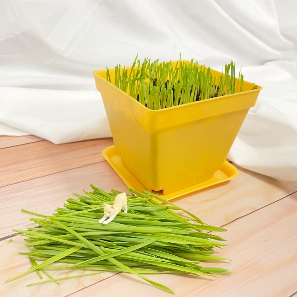 別問了 種子冬天品質太差了暫時無供應~DIY貓草 小麥草種子 培養土 種植盒 空盒 小麥 貓草 種子-細節圖4