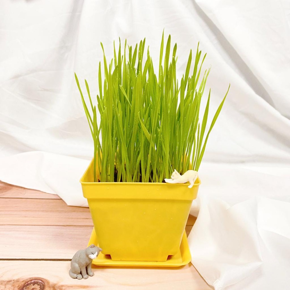 別問了 種子冬天品質太差了暫時無供應~DIY貓草 小麥草種子 培養土 種植盒 空盒 小麥 貓草 種子-細節圖5