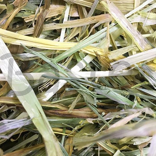 美國黑小麥 高級麥種 兔子牧草 兔子主食 天竺鼠 龍貓 牧草 天然 無篩-細節圖2