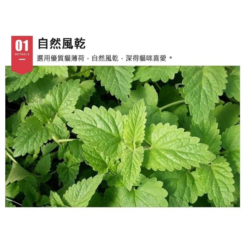 試管裝 貓薄荷葉粉 貓薄荷莖粉 木天蓼粉 蟲癭果粉 貓零食 天然 貓點心 貓化毛 貓草-細節圖6