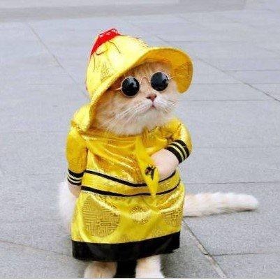 萬聖節搗蛋一嚇~寵物搞怪衣 變身裝 風流醫生 牛仔警長 俏護士 皇上駕到 狗衣 貓衣 兩腳衣 萬聖節 寵物造型服裝-細節圖2