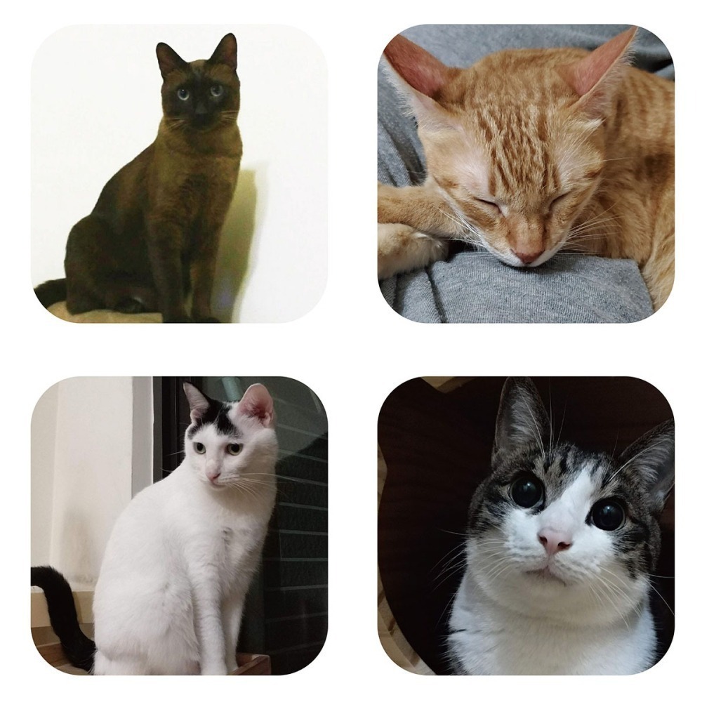 寵物部長 除臭貓碳 貓砂除臭珠 活性碳 吸附異味 貓砂除臭碳 過濾 淨水 裝潢  貓砂 礦砂豆腐砂松木砂 消臭-細節圖5