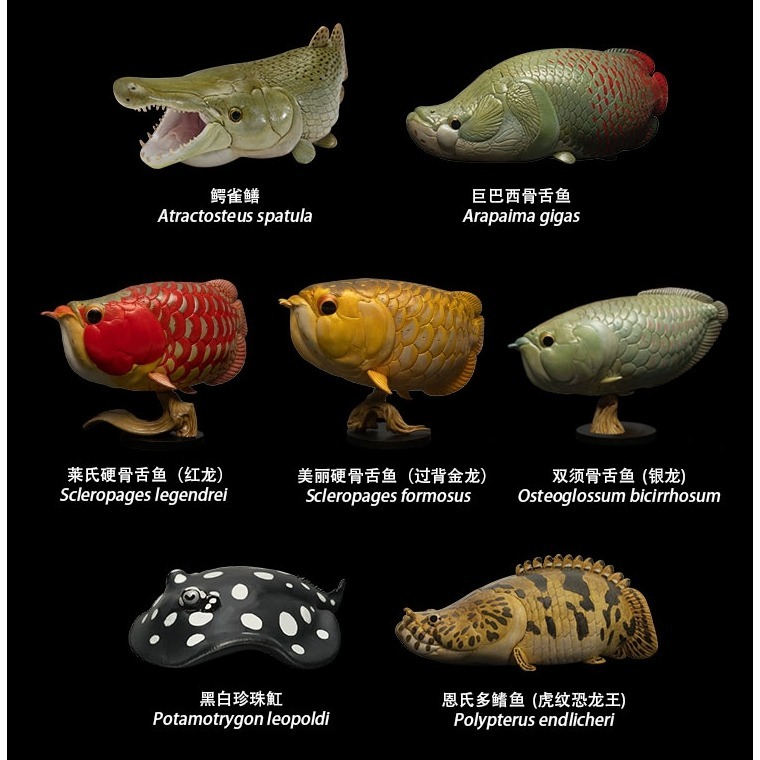 【Sammitoys】動物星球 心寬體胖 第十二彈 古代魚系列 虎紋恐龍王-細節圖3