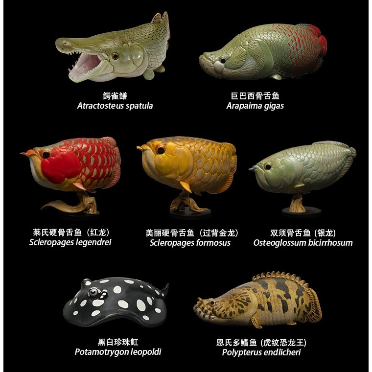 【Sammitoys】動物星球 心寬體胖 第十二彈 古代魚系列 過背金龍 美麗硬骨舌魚-細節圖3