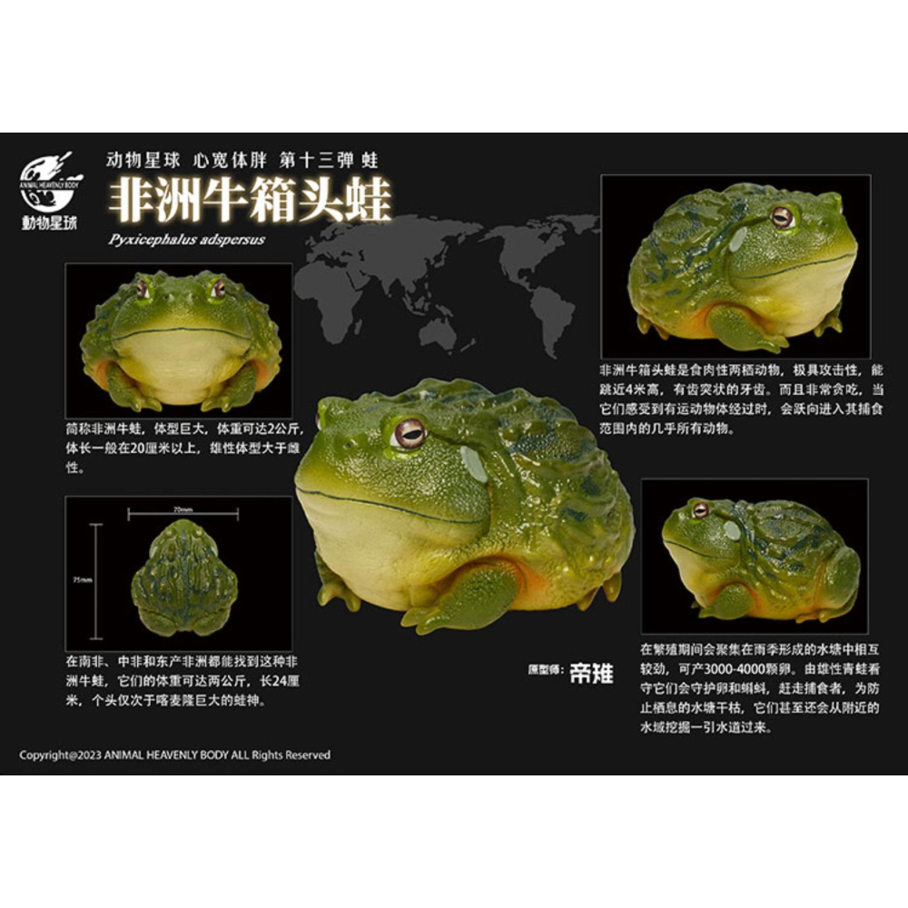 【Sammitoys】動物星球 心寬體胖 第十三彈 青蛙系列 非洲牛箱頭蛙-細節圖2