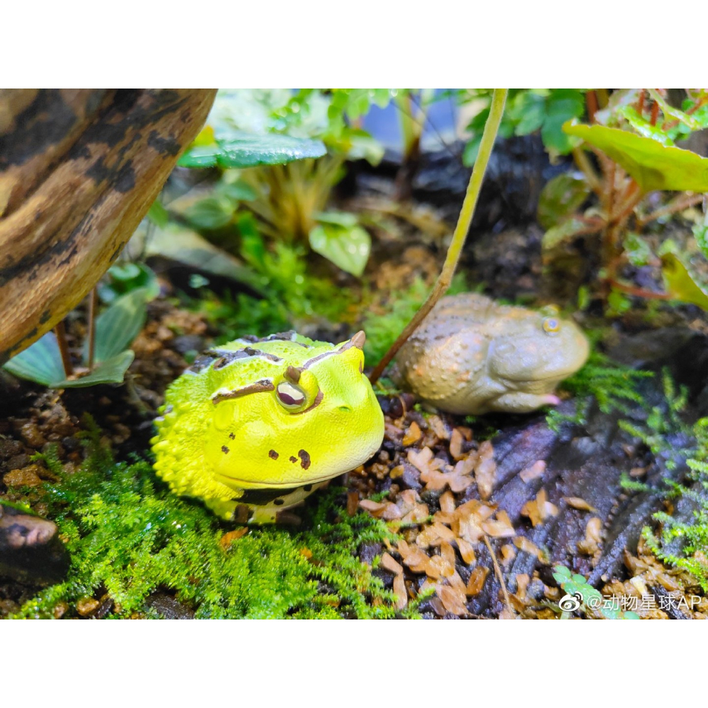 【Sammitoys】動物星球 心寬體胖 第十三彈 青蛙系列 霸王角蛙B款-細節圖2