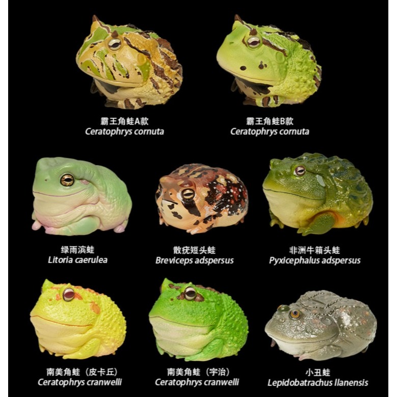 【Sammitoys】動物星球 心寬體胖 第十三彈 青蛙系列 霸王角蛙B款-細節圖4