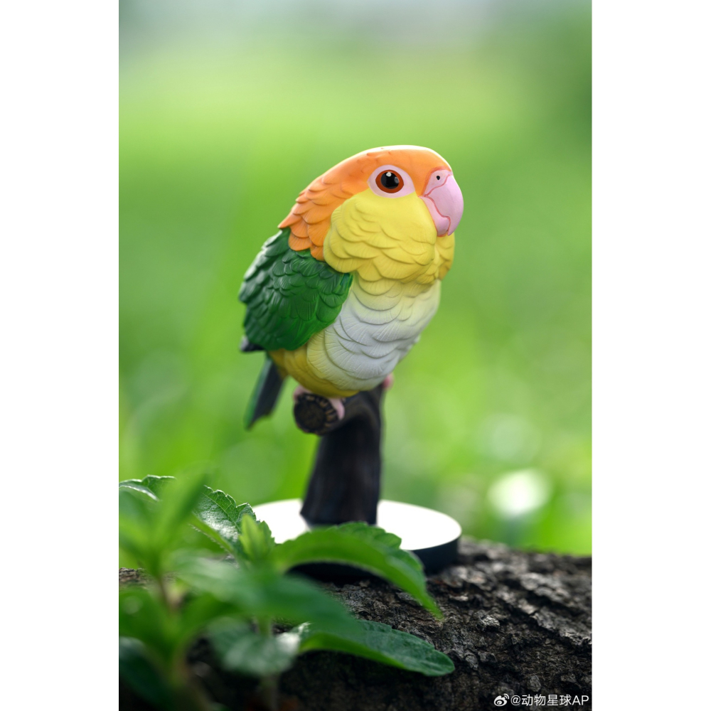 【Sammitoys】現貨 動物星球 心寬體胖 第十八彈 鸚鵡系列 白腹凱克鸚哥-細節圖3