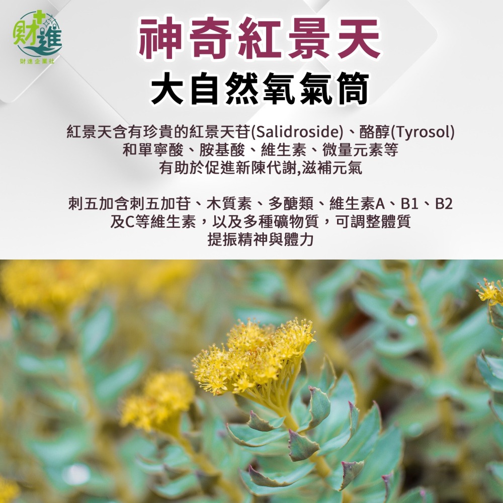 紅景天氧沛膠囊 紅景天 順天堂 60顆 順天本草 紅景天膠囊 紅景天氧沛-細節圖7