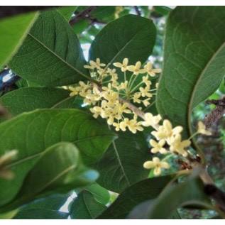 【高山桂花烏龍茶】【淡水老街名晟茶行】有烏龍的醇厚茶香，入喉有甘甜桂花香-細節圖3