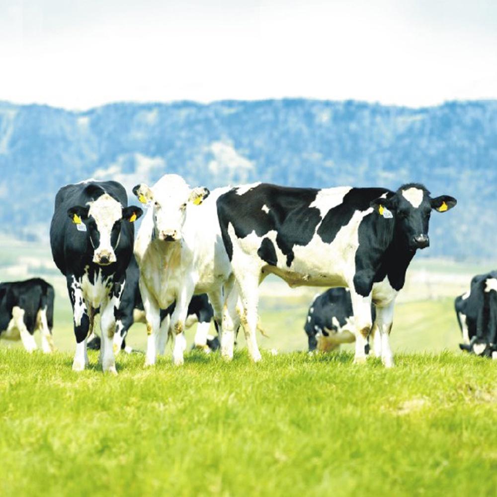 【柚子烘焙食品】日本四葉北海道十勝奶霜 1000ml(原裝)日本四葉 北海道 十勝鮮奶油 調和性鮮奶油 奶霜 冷藏 蛋糕-細節圖3