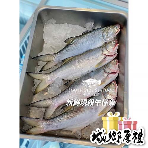 【南岸海鮮】台灣午仔魚