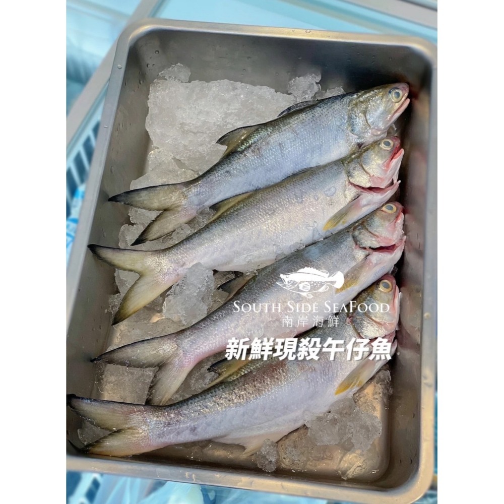 【南岸海鮮】台灣午仔魚-細節圖2