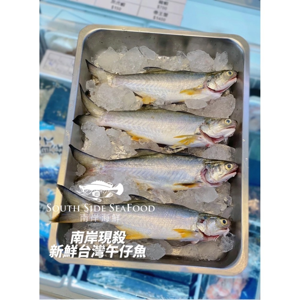 【南岸海鮮】台灣午仔魚-230-280克-細節圖3