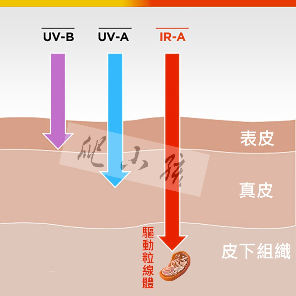 Nature Heater 投射型加熱燈100W | 陸龜 寵物鼠 守宮 球蟒 鬆獅 角蛙-細節圖4