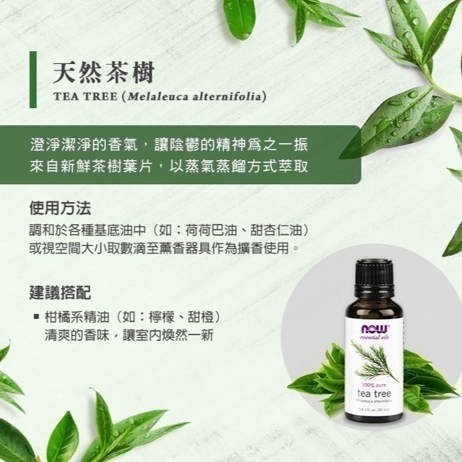 now 茶樹精油 Tea Tree Oil-細節圖2