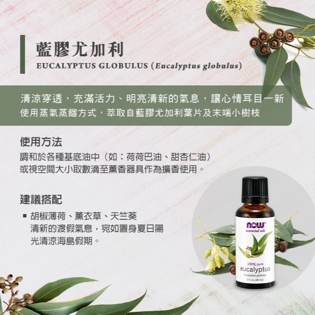 now 藍膠尤加利精油 (30mL) Eucalyptus Globulus Oil-細節圖2