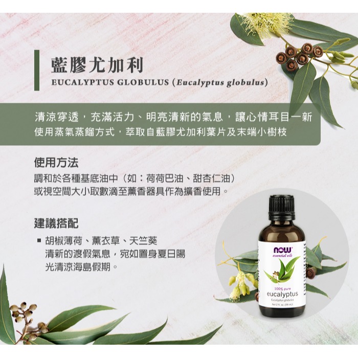 now 藍膠尤加利精油 Eucalyptus Globulus Oil-細節圖4