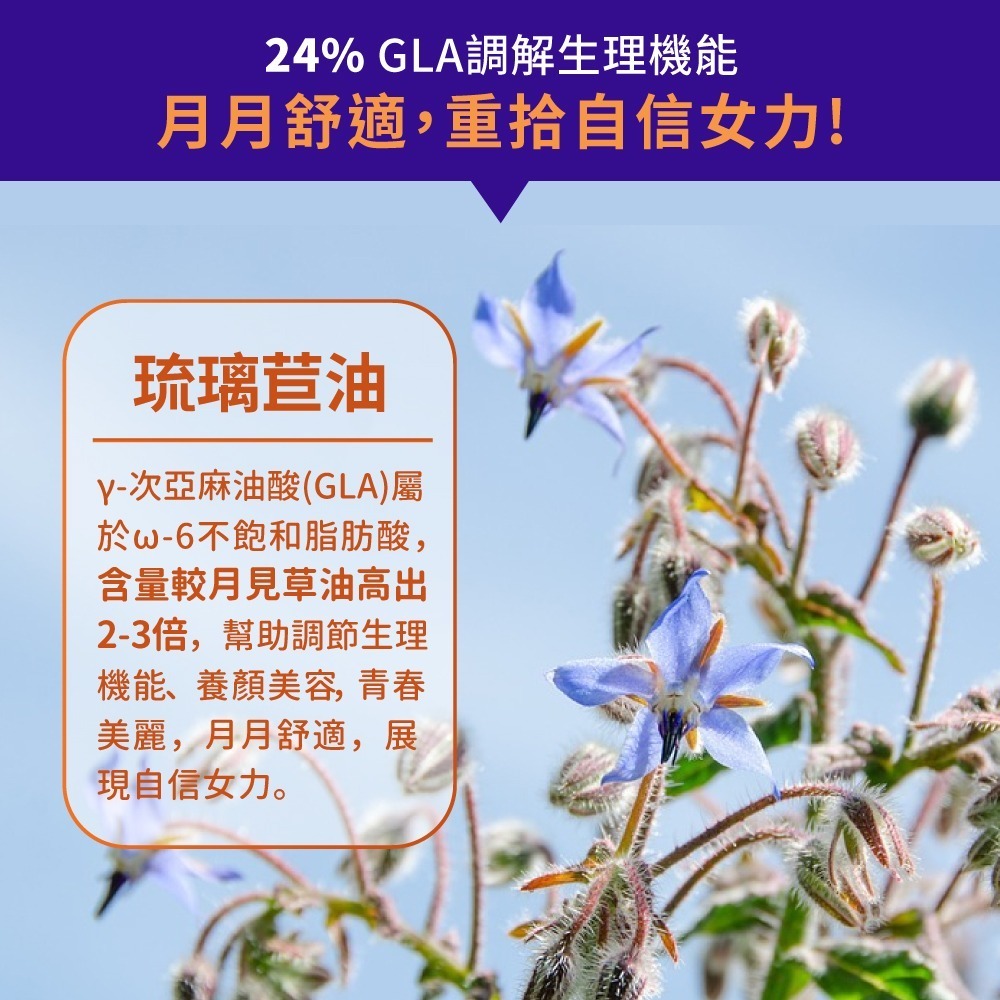 now 琉璃苣油膠囊2瓶組(60顆/瓶)-細節圖4
