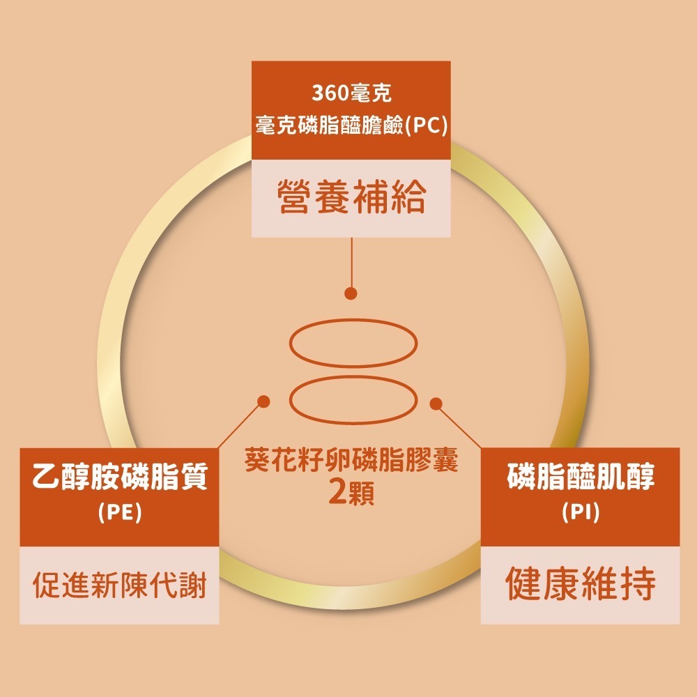 now 葵花籽卵磷脂膠囊2瓶組(100顆/瓶)-細節圖5